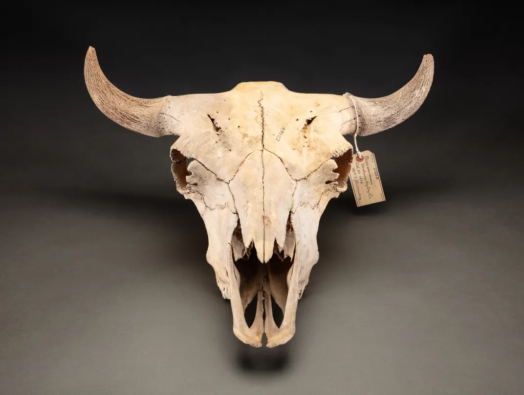 The Bison Is America’s National Mammal. Here’s How Indigenous Tribes and Conservationists Aided Its Return to the Prairie Lands After Near Extinction