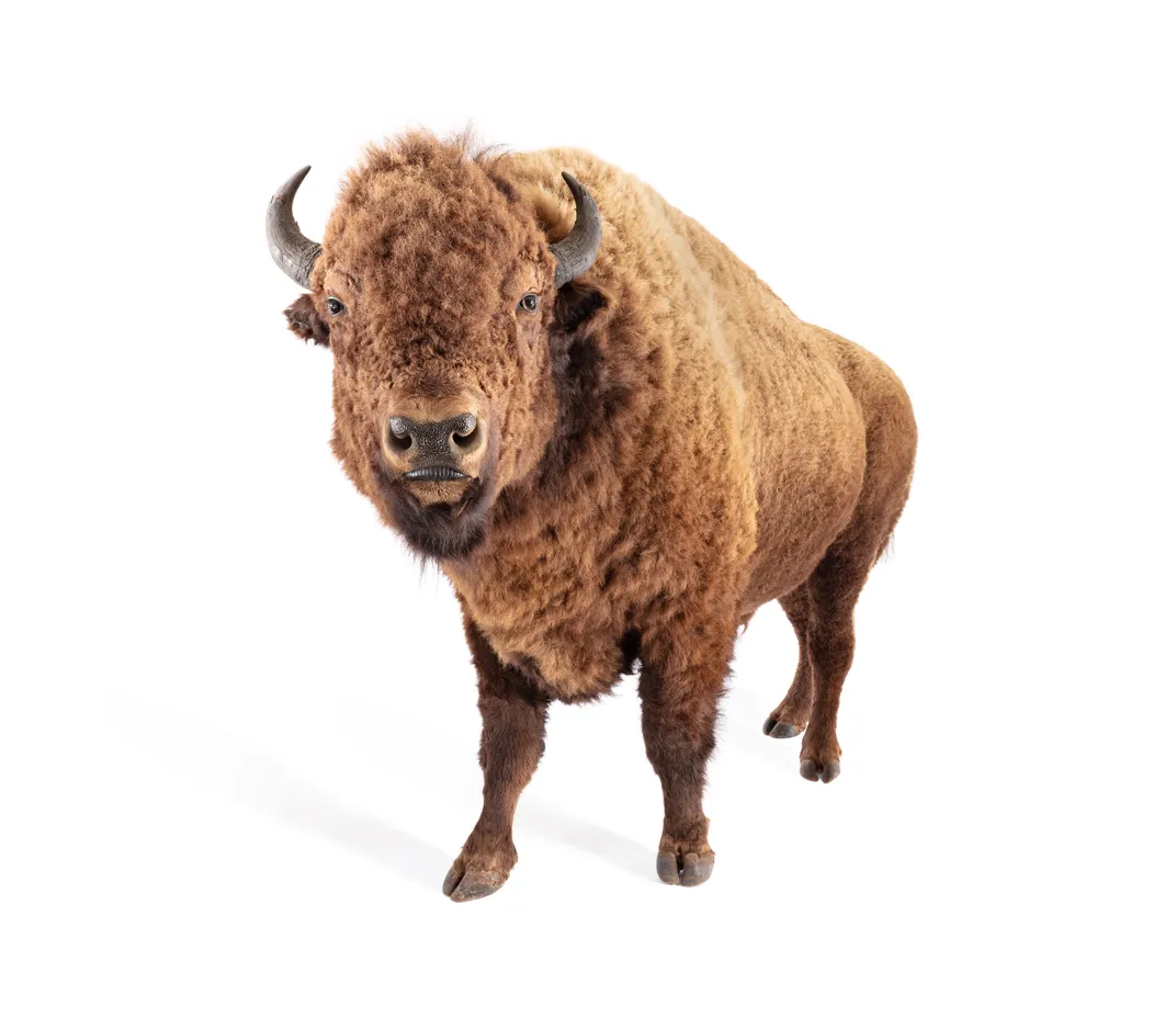 The Bison Is America’s National Mammal. Here’s How Indigenous Tribes and Conservationists Aided Its Return to the Prairie Lands After Near Extinction