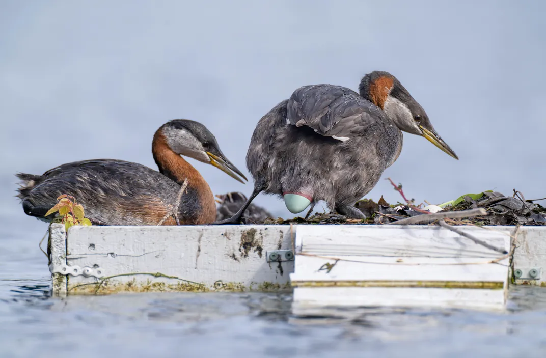 2 Red-necked grebes sit next to Lake Ontario one laying an egg