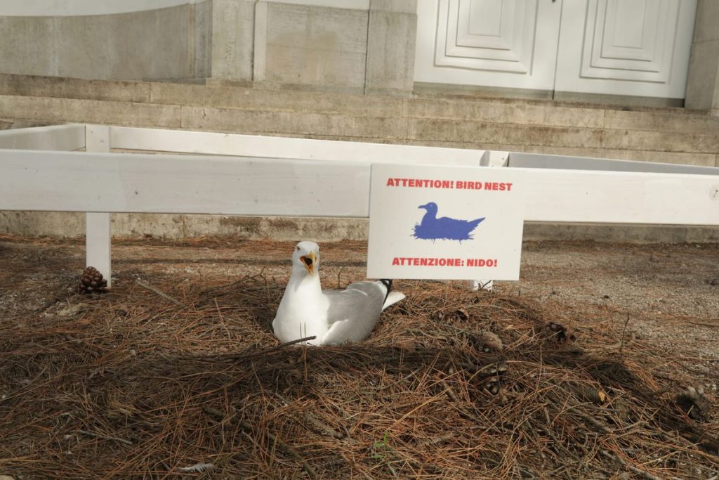 Unexpected Attraction: Nesting Seagull Captivates Venice Biennale Visitors