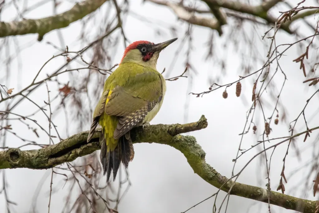 Urban Birds Appear to Be More Afraid of Women Than Men—and Researchers Are Uncertain Why